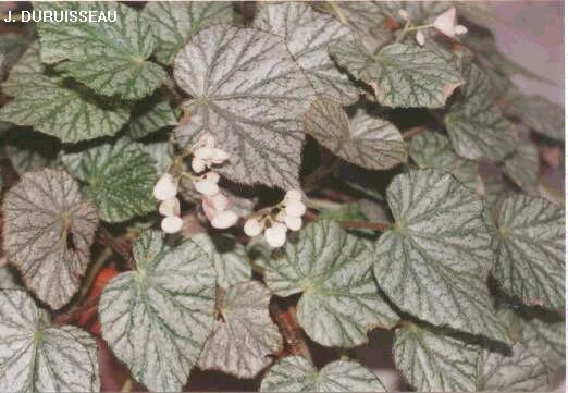 B. ‘Sarabande’
